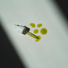 Luminous Berry Seed Oil with Antioxidants and Ceramides